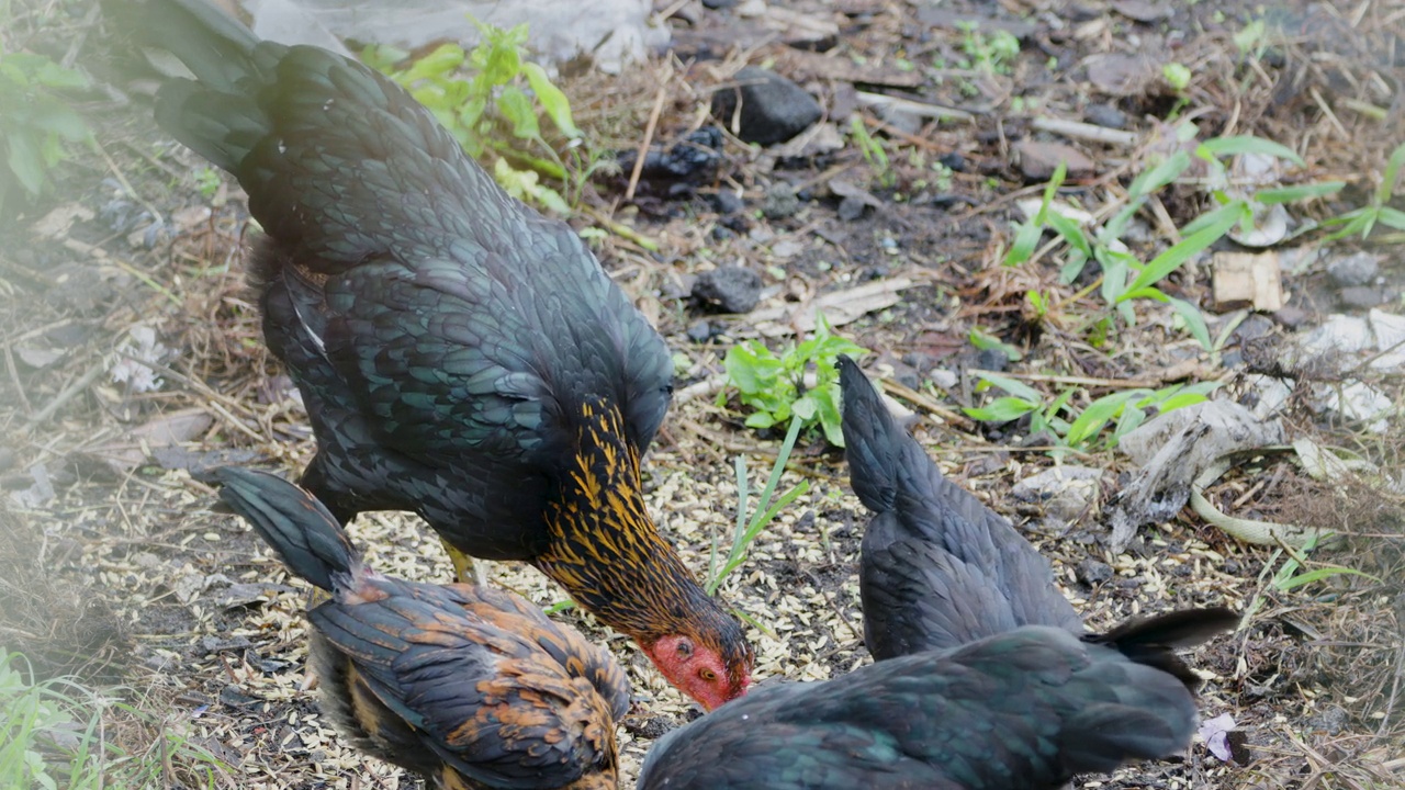 一群自由放养的鸡(gallus domesticus)在花园里的地上觅食视频素材