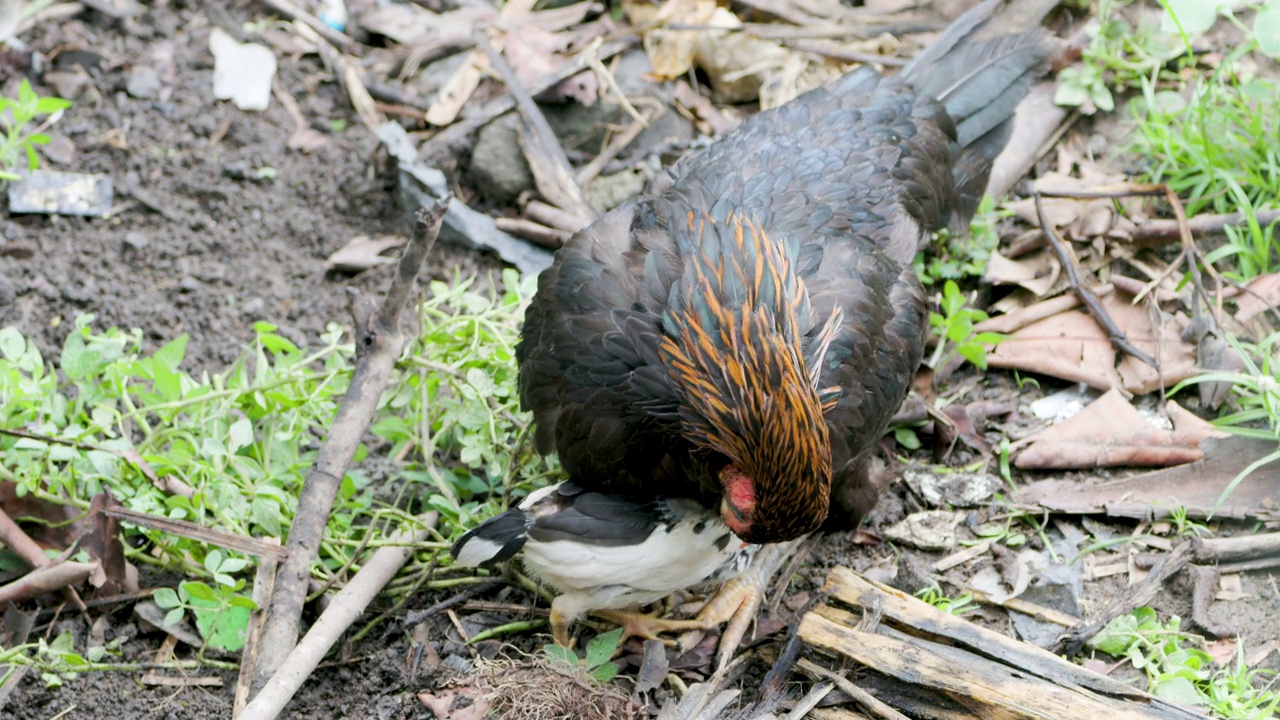 一只放养鸡(gallus domesticus)的母鸡正在照顾她的两只小鸡视频素材