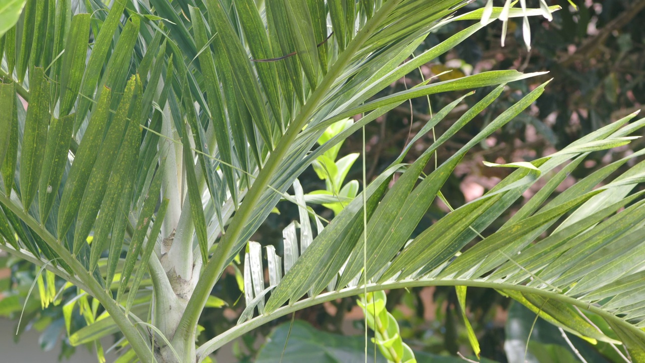 近距离的马尼拉棕榈(adonidia merrillii)植物与新鲜的绿叶视频素材