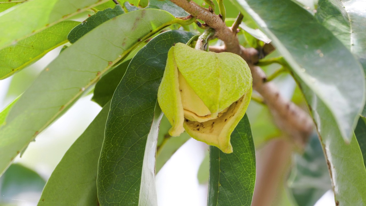 酸膝植物(Annona muricata)即将开花的花是黄色的视频素材