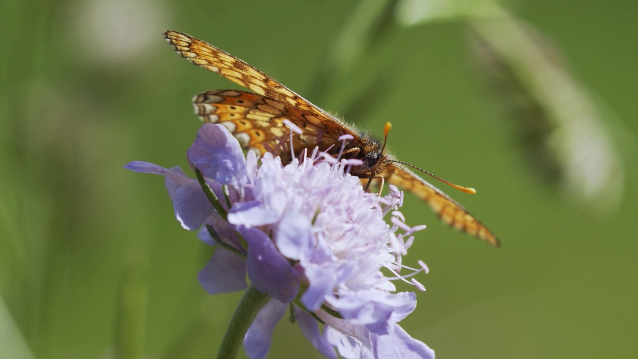 沼泽贝母(Euphydryas aurinia)在草原上开花视频素材