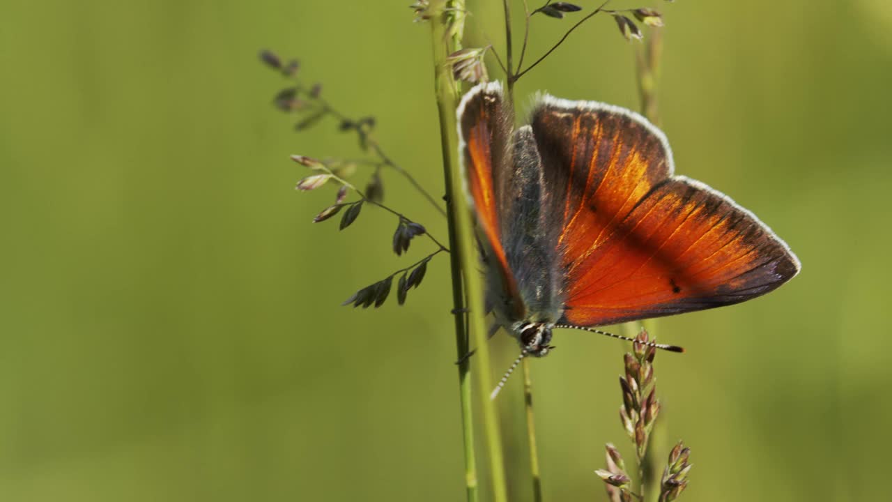 紫边铜蝴蝶(Lycaena hippothoe)视频素材