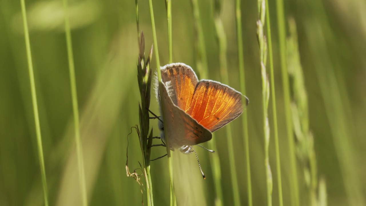 紫边铜蝴蝶(Lycaena hippothoe)视频素材