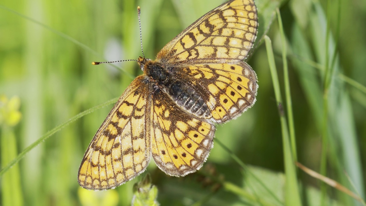 沼泽贝母(Euphydryas aurinia)在草原上开花视频素材