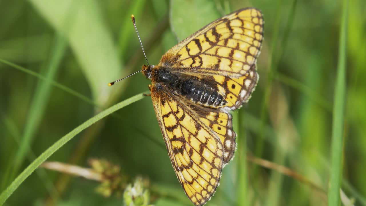 沼泽贝母(Euphydryas aurinia)在草原上开花视频素材