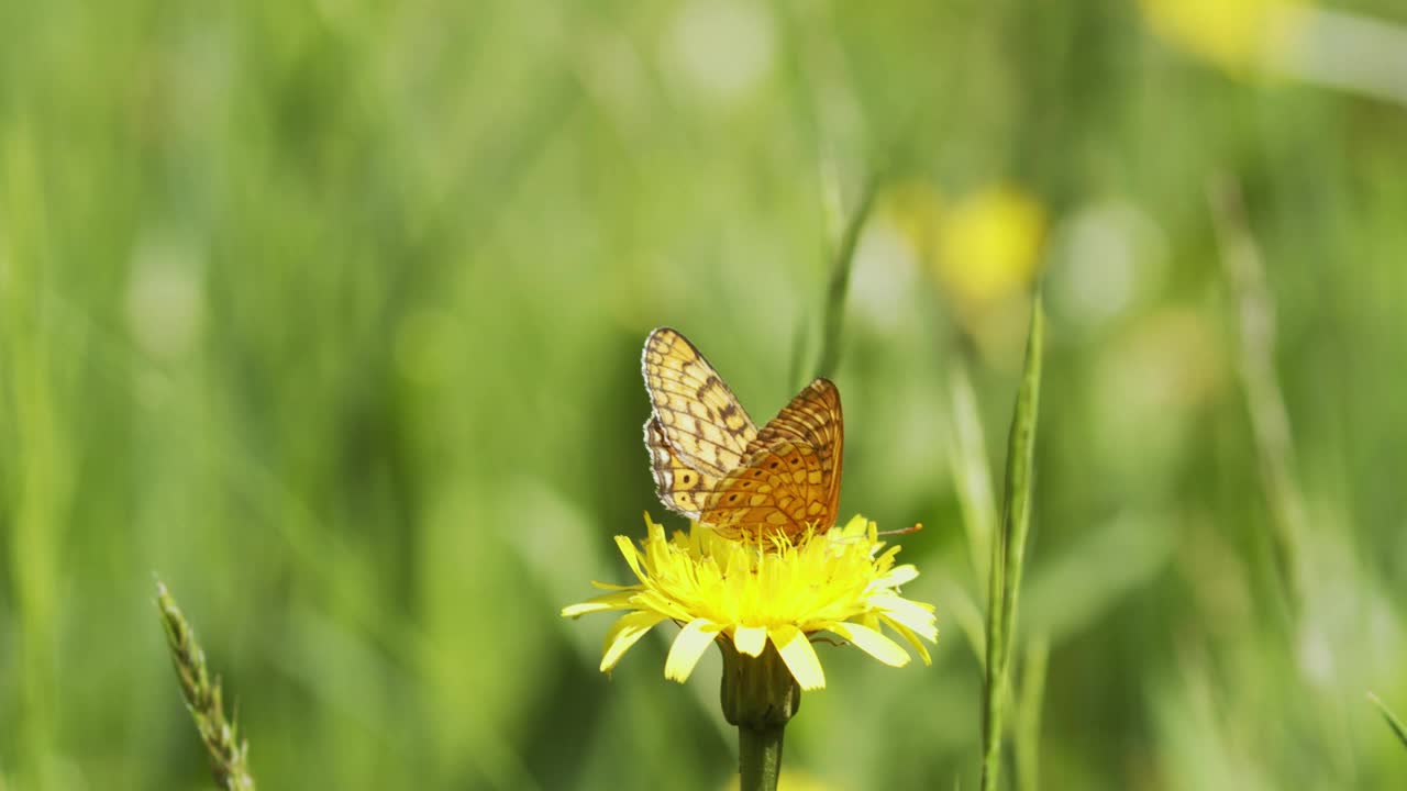 沼泽贝母(Euphydryas aurinia)在草原上开花视频素材