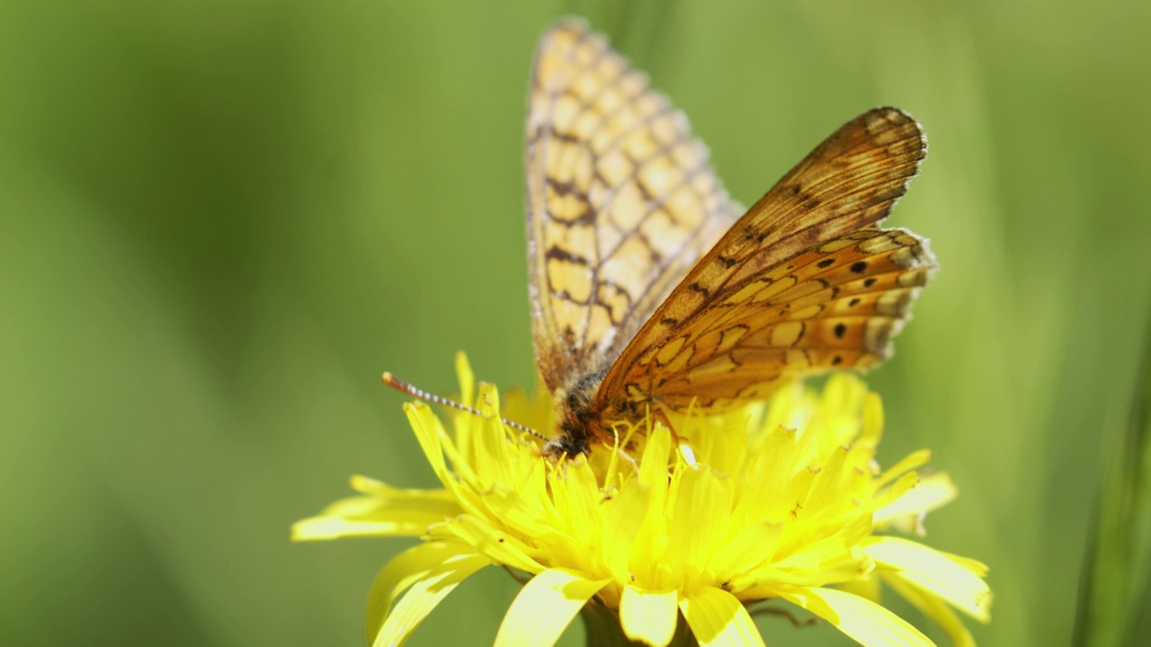 沼泽贝母(Euphydryas aurinia)在草原上开花视频素材