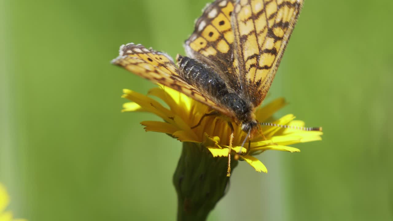 沼泽贝母(Euphydryas aurinia)在草原上开花视频素材