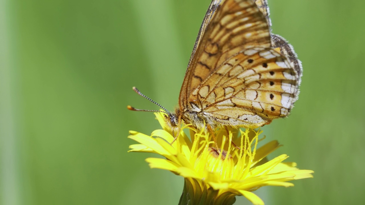 沼泽贝母(Euphydryas aurinia)在草原上开花视频素材