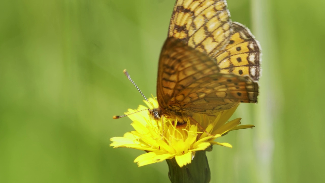 沼泽贝母(Euphydryas aurinia)在草原上开花视频素材