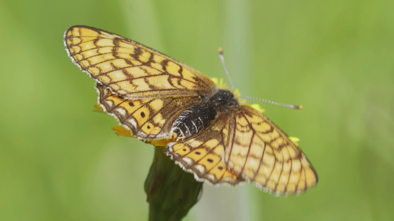 沼泽贝母(Euphydryas aurinia)在草原上开花视频素材