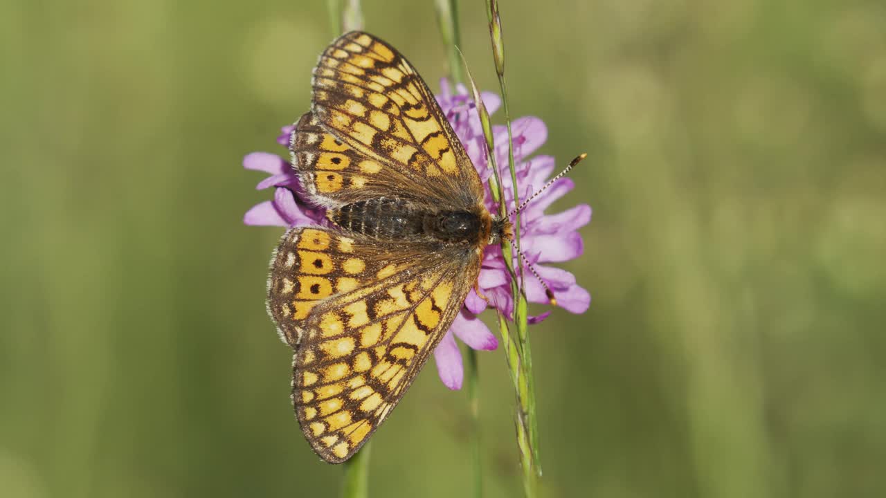 沼泽贝母(Euphydryas aurinia)在草原上开花视频素材