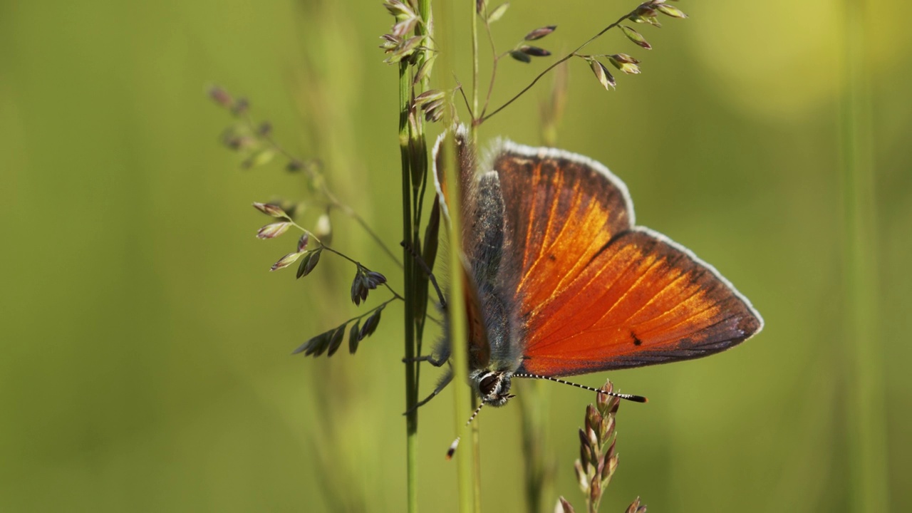 紫边铜蝴蝶(Lycaena hippothoe)视频素材