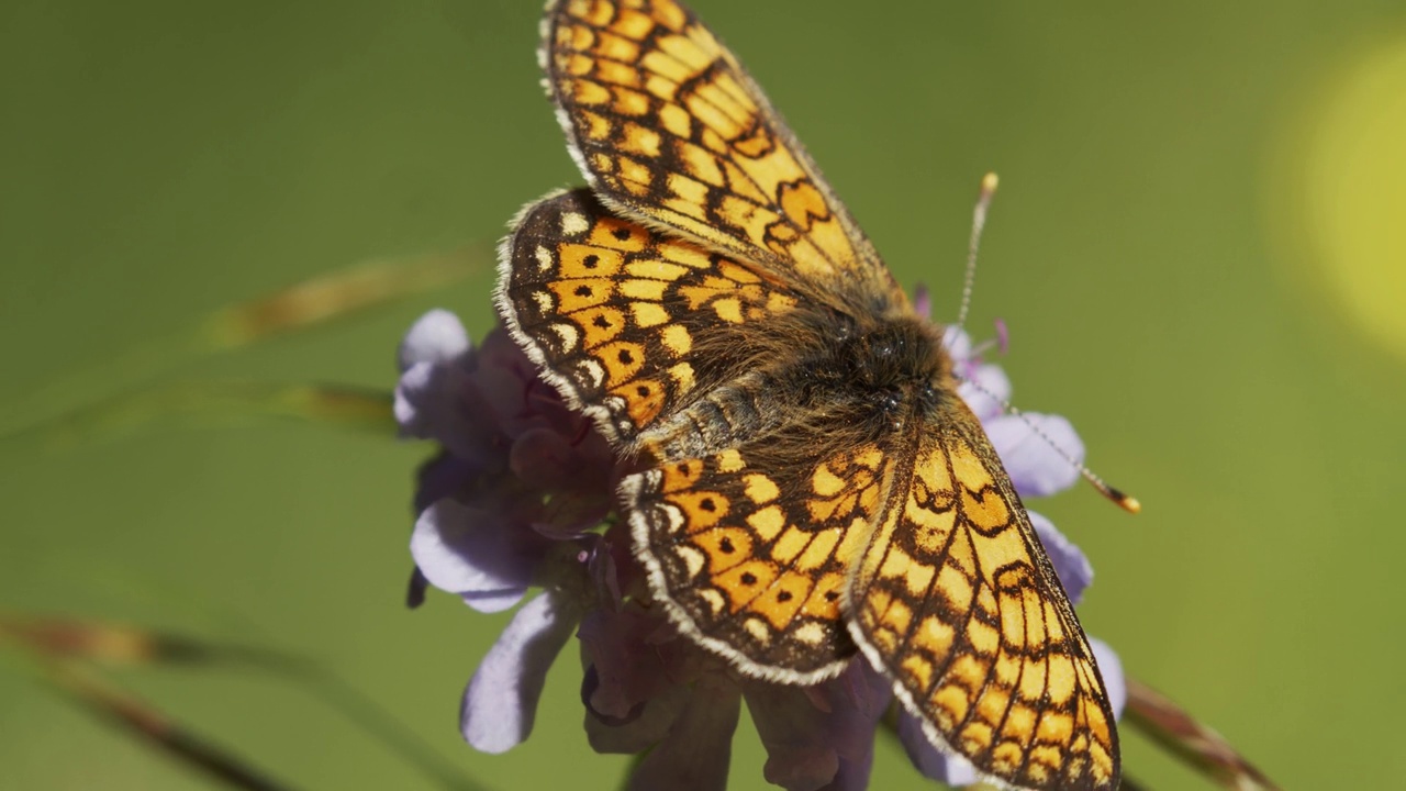 沼泽贝母(Euphydryas aurinia)在草原上开花视频素材