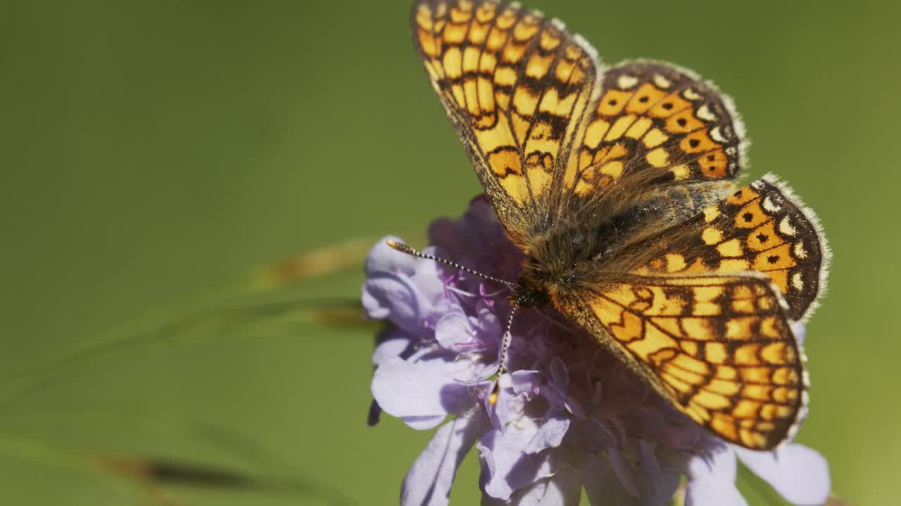 沼泽贝母(Euphydryas aurinia)在草原上开花视频素材