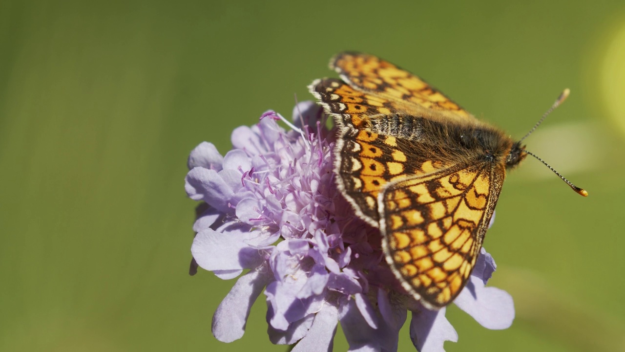 沼泽贝母(Euphydryas aurinia)在草原上开花视频素材