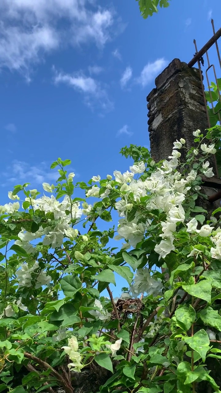 白色的三角梅花盛开视频素材