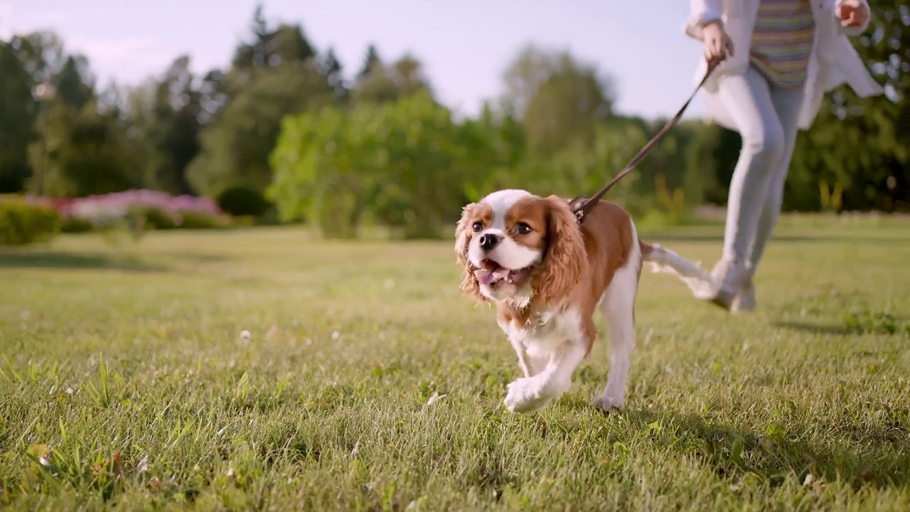 Little cute girl and pet dog walking, running, having fun in summer park at sunset outdoors. Сhild holding hugging her favourite pedigree dog friend. Happy family kid friendship dream holiday concept视频素材