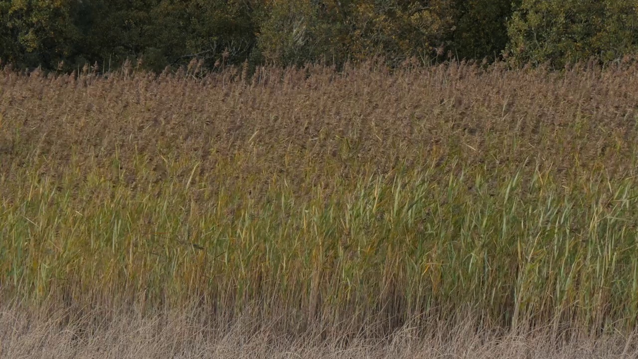 芦苇床附近的自然风景/爱尔兰视频素材