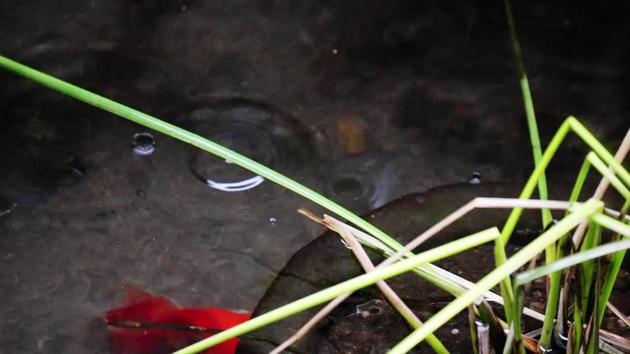 雨中池塘里的水草视频素材