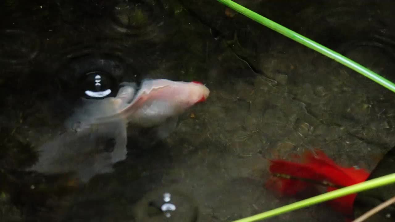 雨天的白色金鱼视频素材