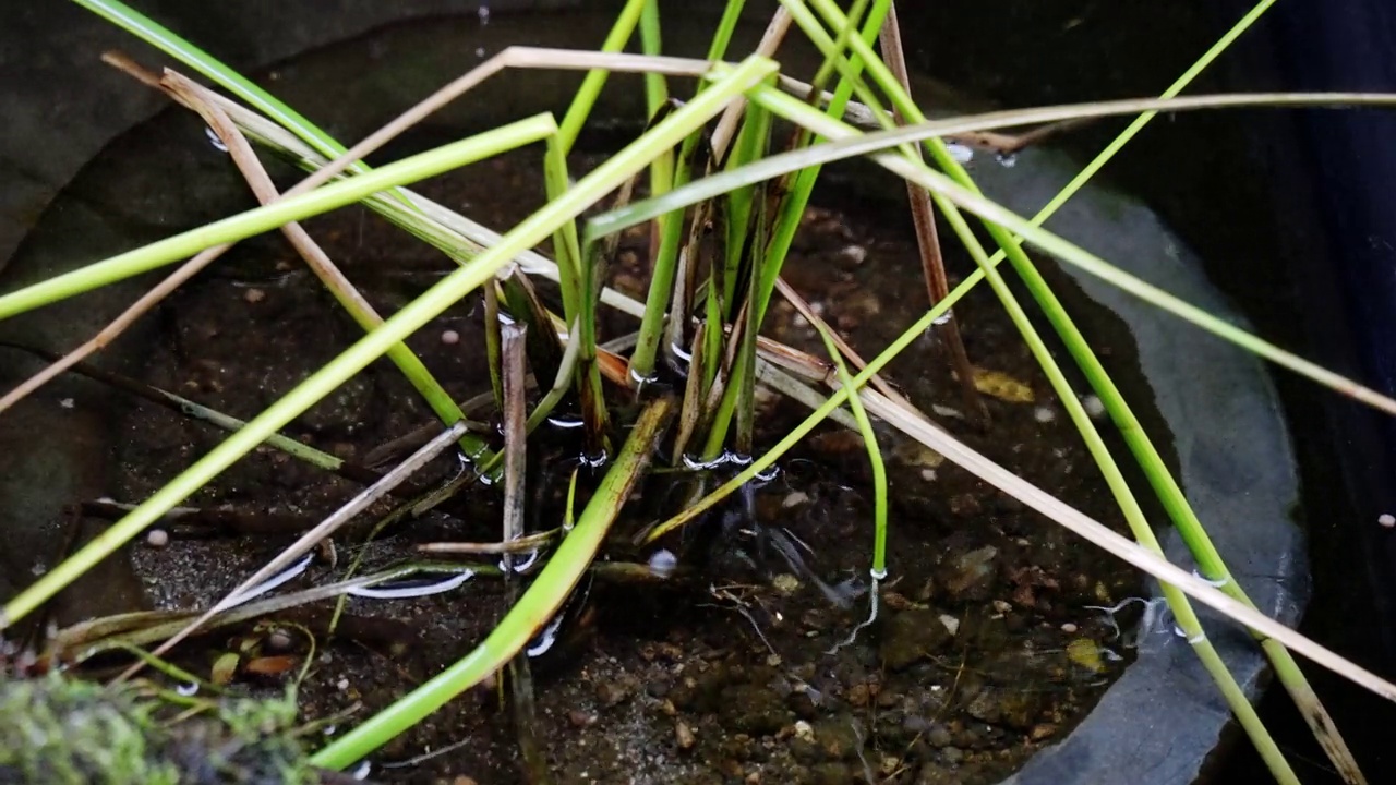 雨中池塘里的水草视频素材