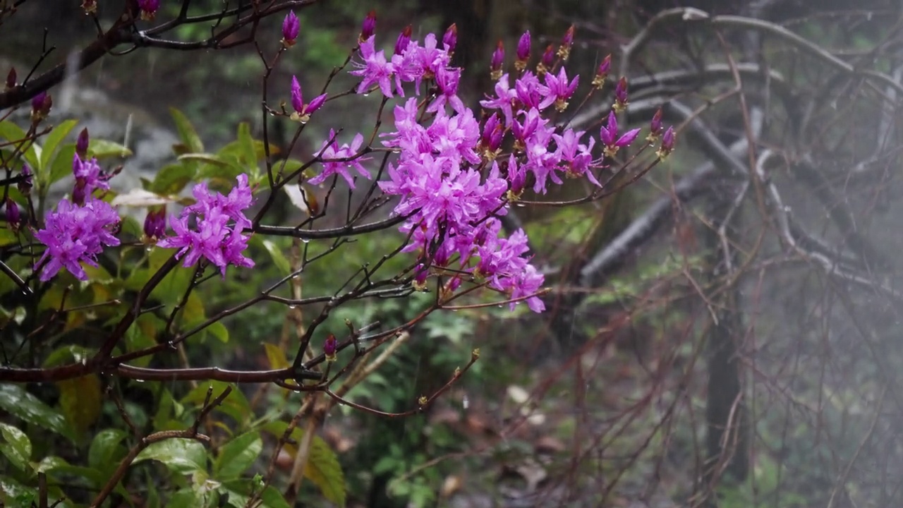 雨中的杜鹃花视频素材