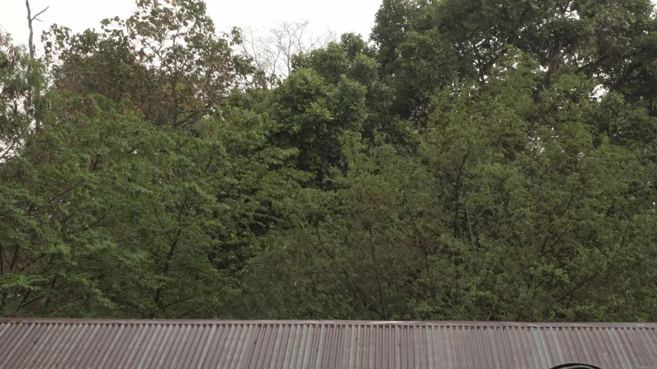 大雨从屋顶瓦顶视图或二楼视图与自然树的背景视频素材