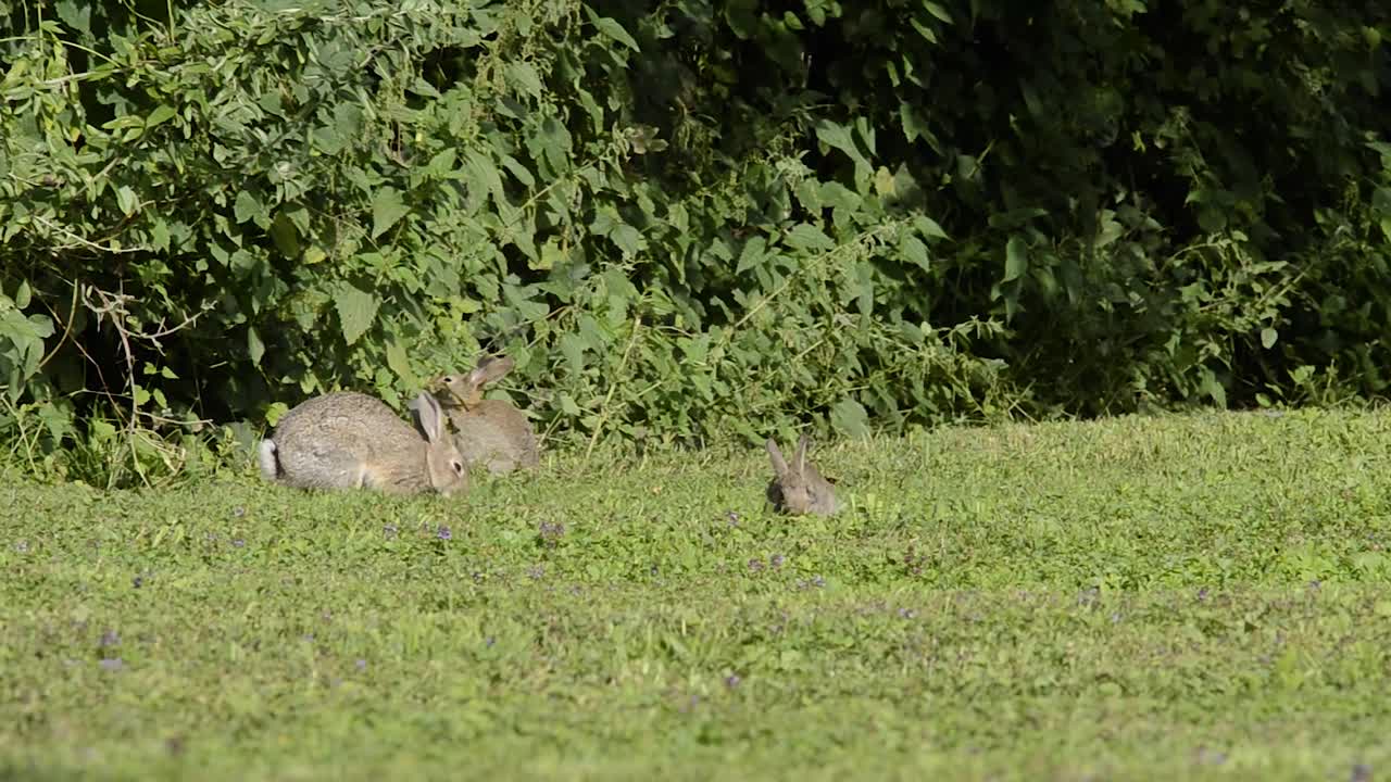 年幼的野兔(Oryctolagus cuniculus)在母亲的陪伴下走出森林。视频下载