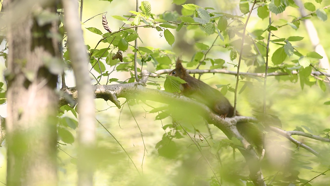 红松鼠(Sciurus vulgaris)在春天森林的树枝上。视频下载