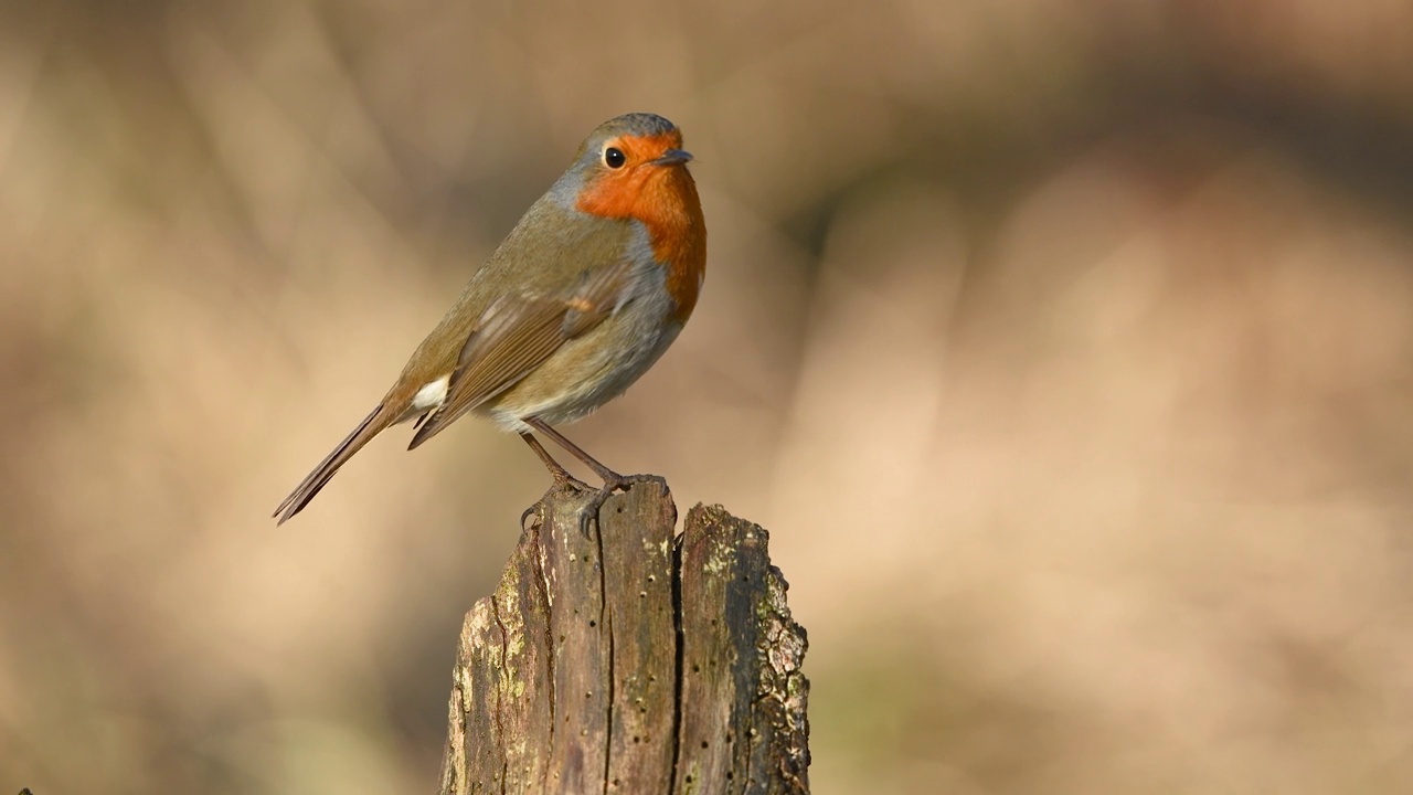 欧洲知更鸟(Erithacus rubecula)冬天栖息在森林的树枝上。视频素材