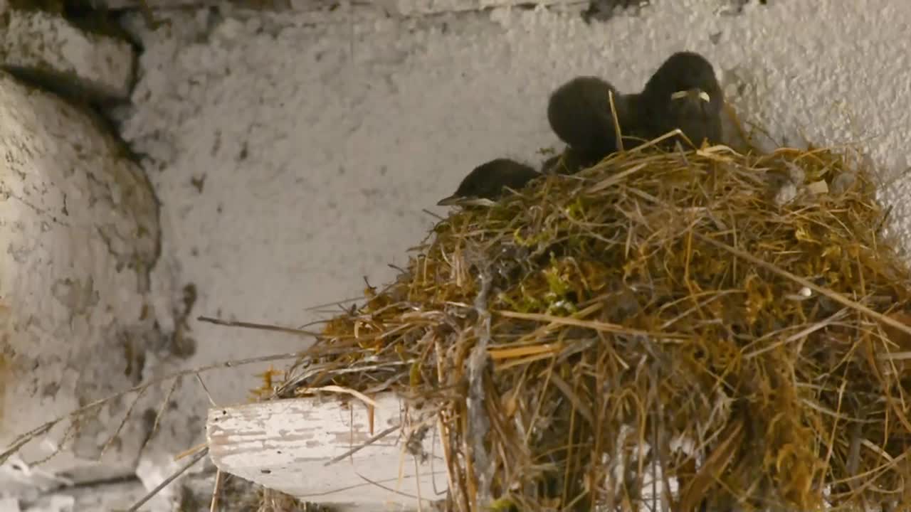 黑红雀(Phoenicurus ochruros)把昆虫带到马厩里的鸟巢里给雏鸟吃。视频下载