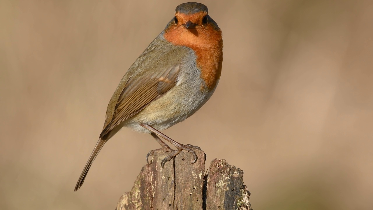 欧洲知更鸟(Erithacus rubecula)冬天栖息在森林的树枝上。视频下载