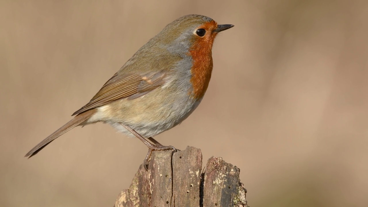 欧洲知更鸟(Erithacus rubecula)冬天栖息在森林的树枝上。视频下载