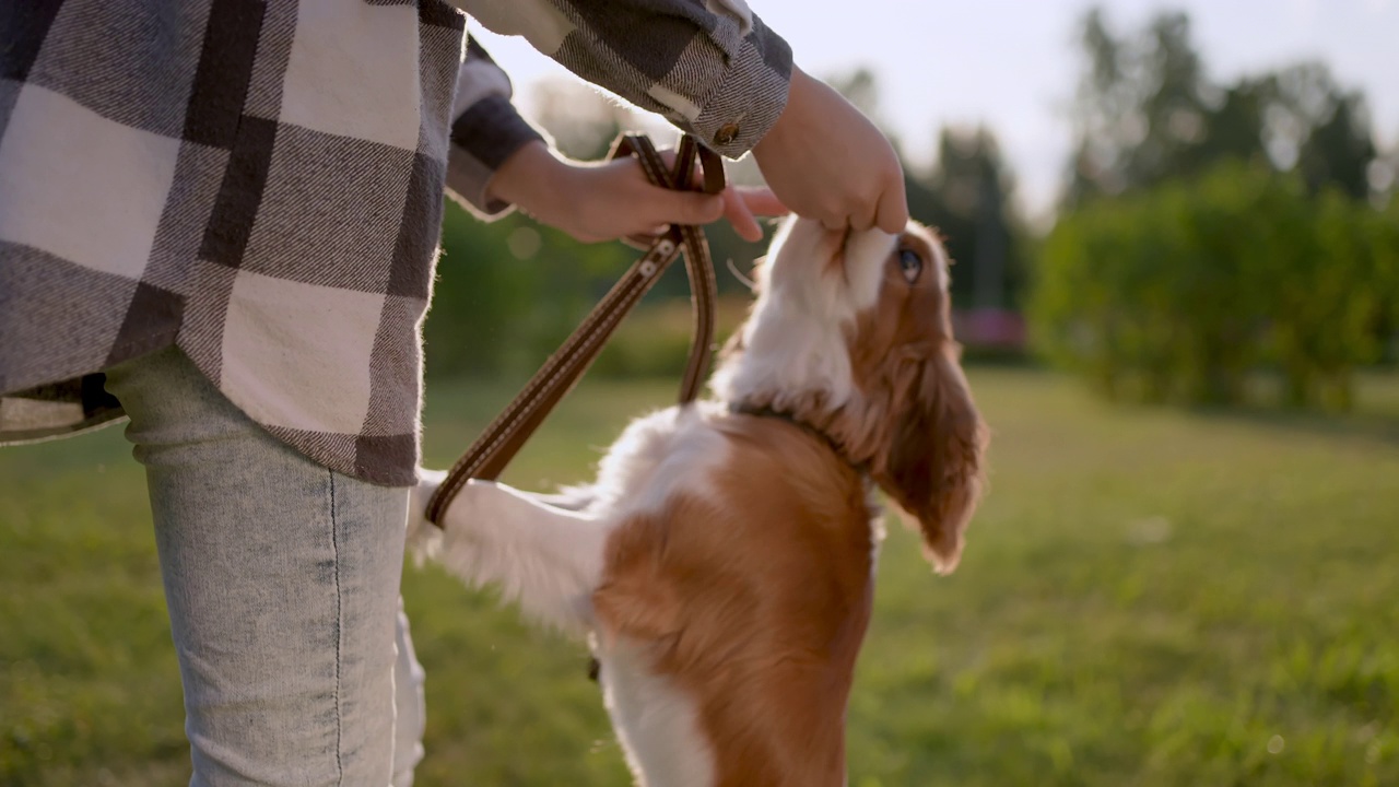 Little cute girl and pet dog walking, having fun in summer park at sunset outdoors, Сhild holding hugging favourite pedigree dog friend, Happy family kid friendship dream holiday concept视频素材