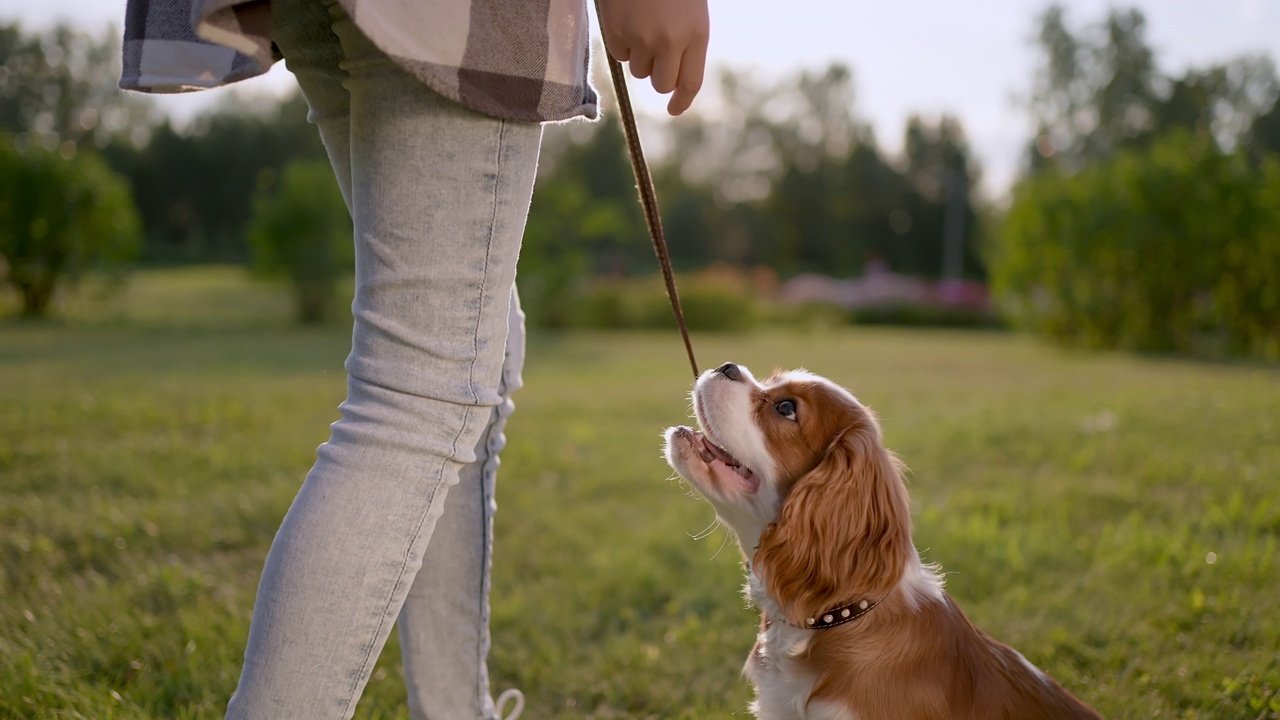 Little cute girl and pet dog walking, having fun in summer park at sunset outdoors, Сhild holding hugging favourite pedigree dog friend, Happy family kid friendship dream holiday concept视频素材