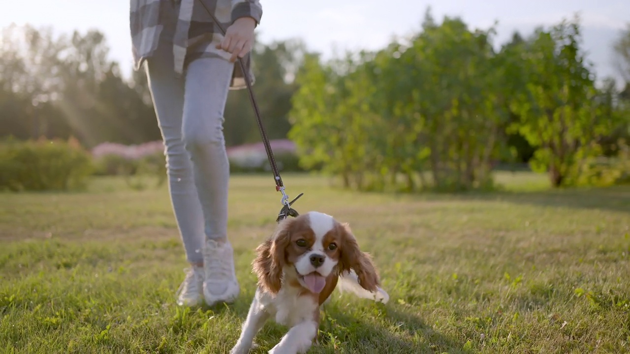 Close-up legs of girl and pet dog walking, running, having fun in summer park sunset outdoors, Сhild holding hugging favourite pedigree dog friend, Happy family kid friendship dream holiday concept视频素材