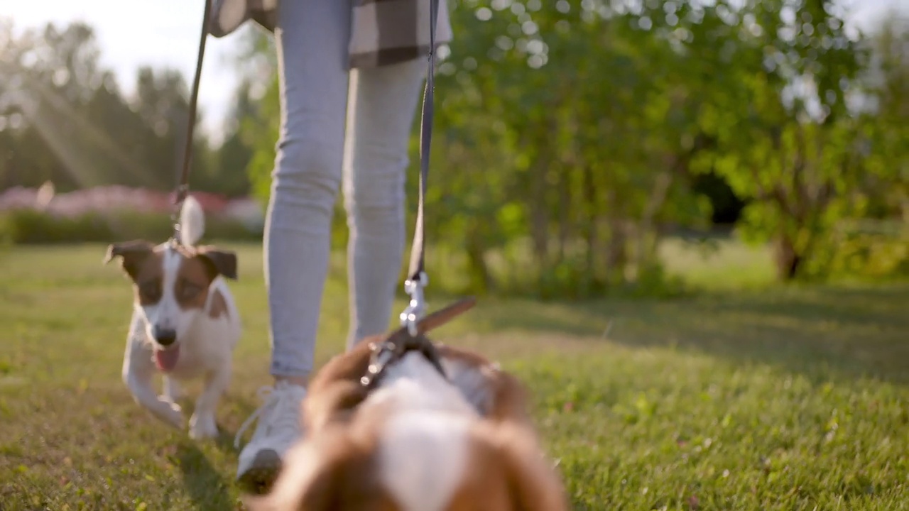 Close-up legs of girl and pet dog Jack Russell Terrier walking, running, having fun in summer park sunset outdoors, Сhild holding pedigree dog friend Happy family kid friendship dream holiday concept视频素材