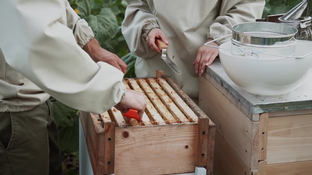 年轻的养蜂人在养蜂场和蜜蜂一起工作，吃蜂蜜视频素材