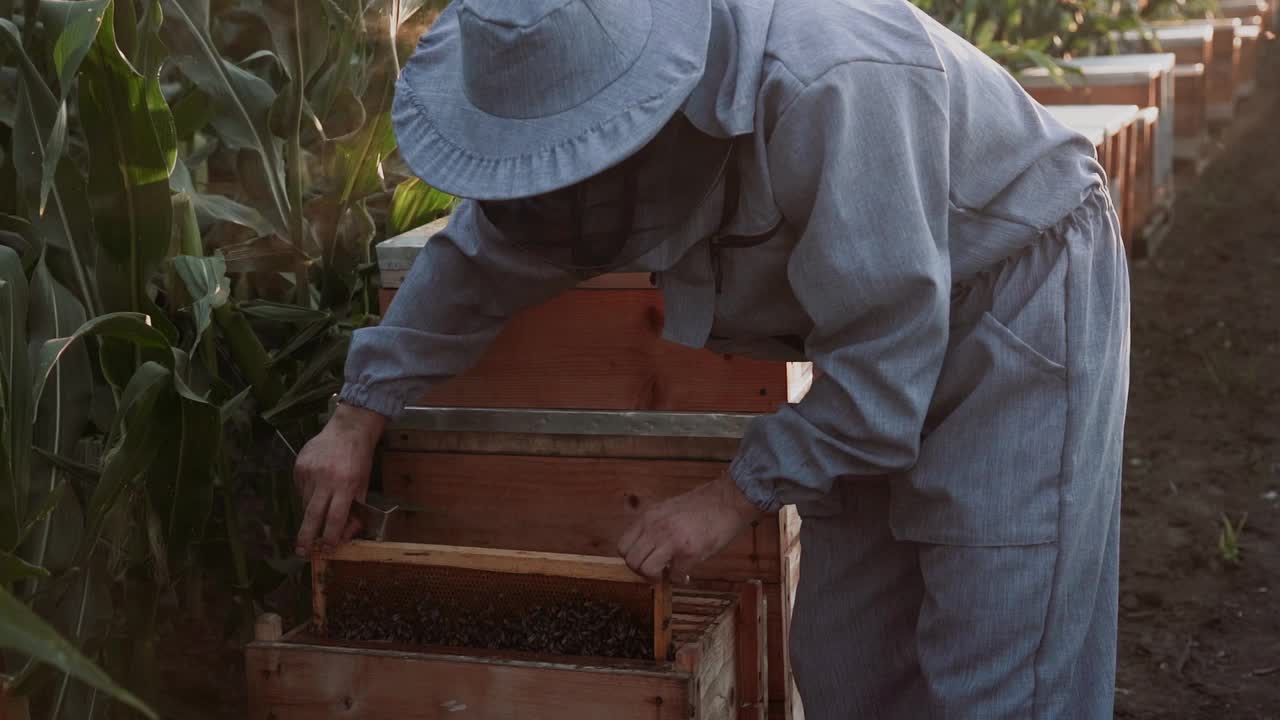 年轻的养蜂人在养蜂场和蜜蜂一起工作，吃蜂蜜视频素材