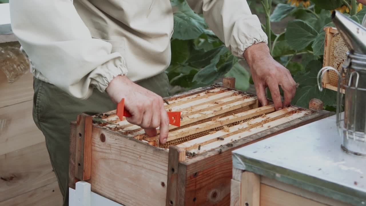 年轻的养蜂人在养蜂场和蜜蜂一起工作，吃蜂蜜视频素材