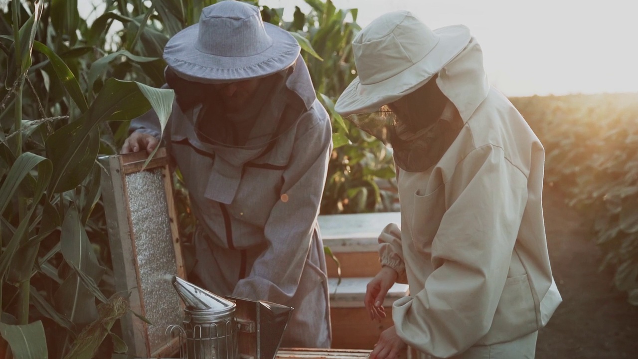 年轻的养蜂人在养蜂场和蜜蜂一起工作，吃蜂蜜视频素材