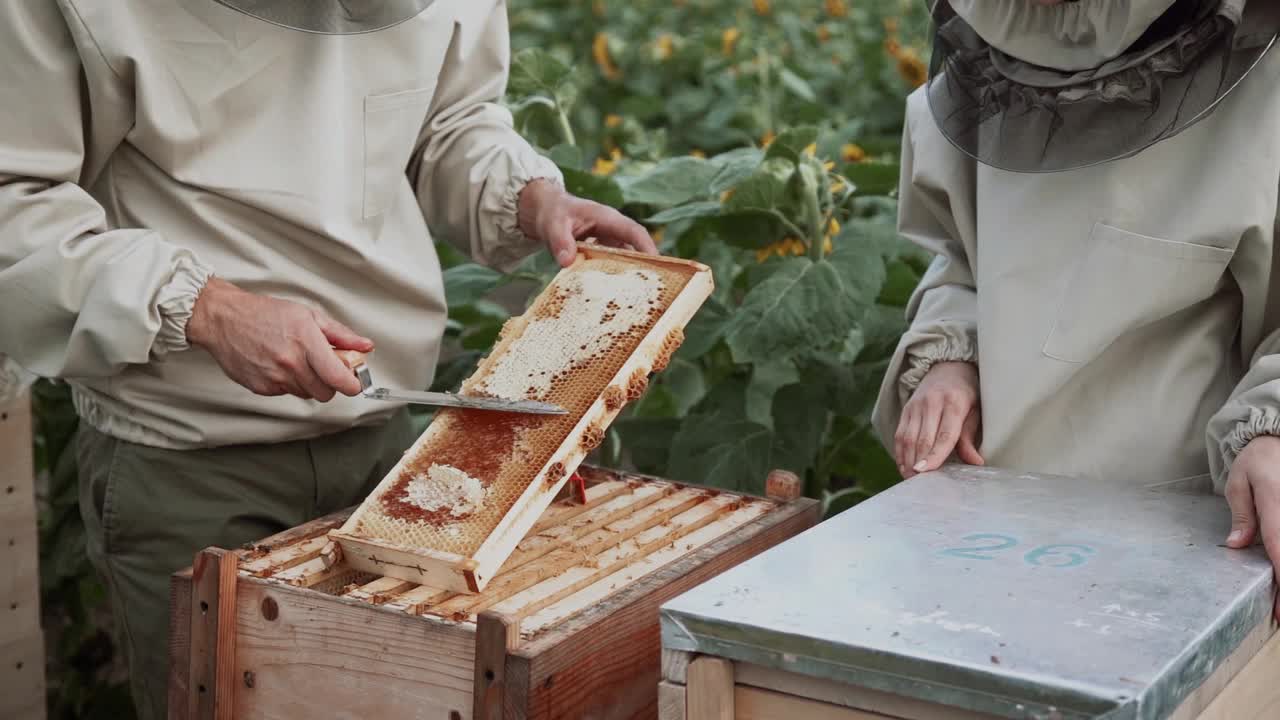 年轻的养蜂人在养蜂场和蜜蜂一起工作，吃蜂蜜视频素材