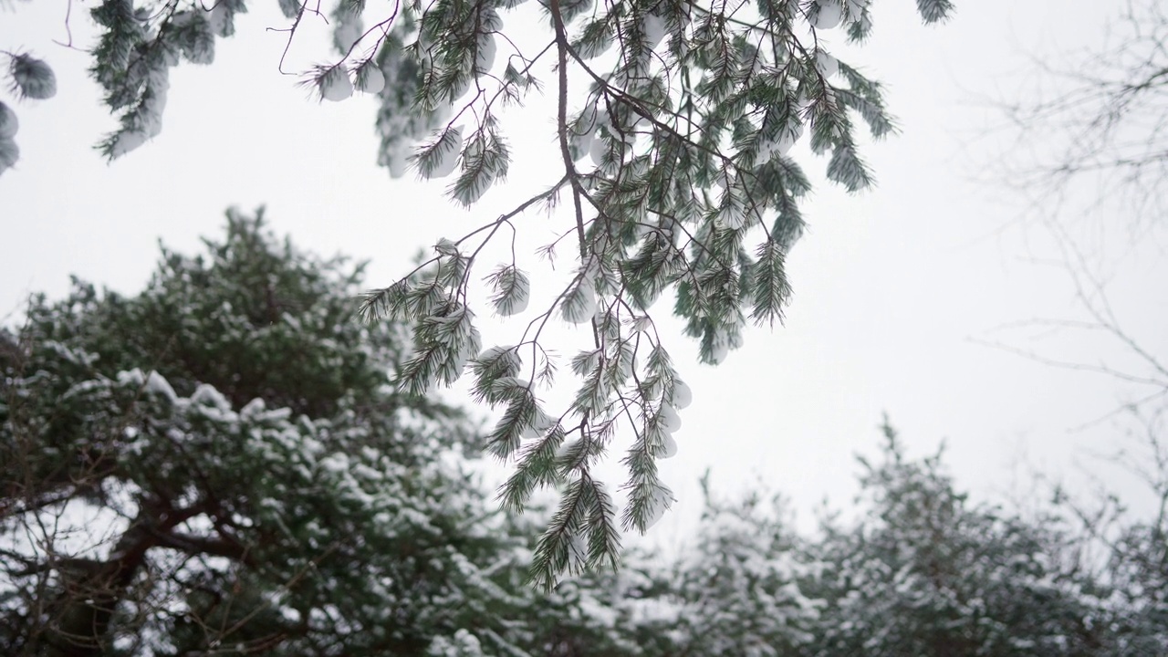 一棵被新雪覆盖的松树视频素材