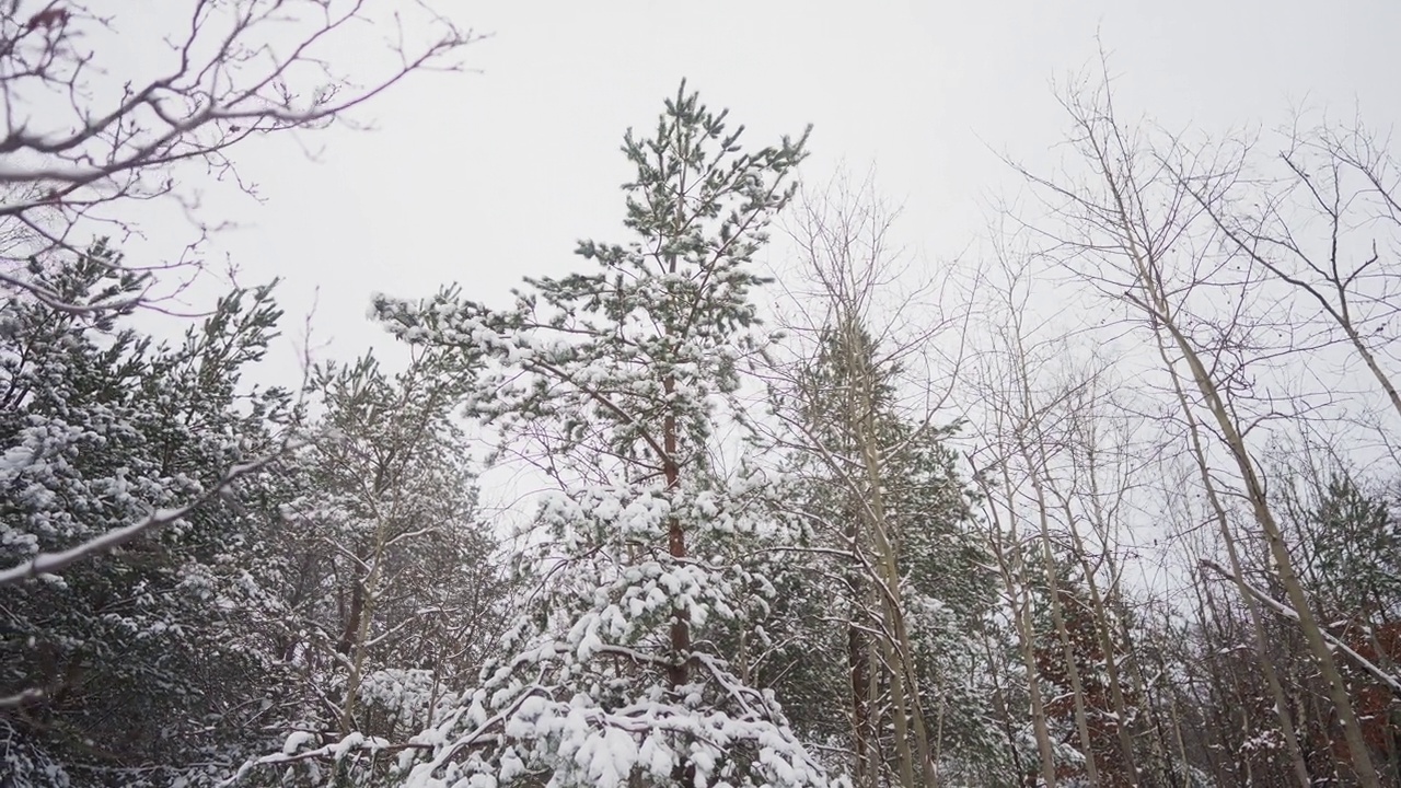 一棵被新雪覆盖的松树视频素材