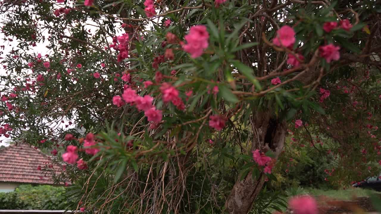 大楼附近花园里盛开的粉红色夹竹桃树视频素材