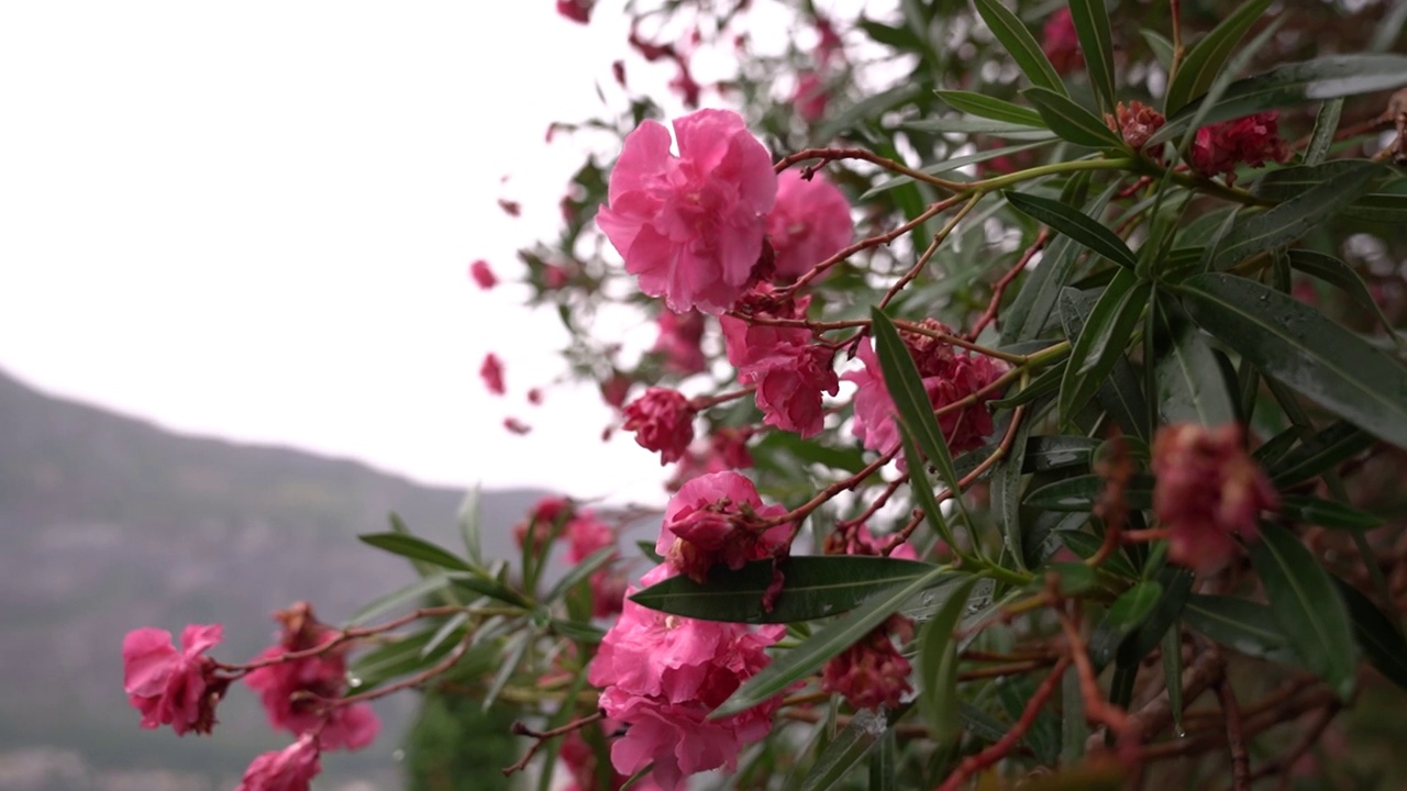 绿色夹竹桃枝上粉红色的花朵，映衬着群山视频素材