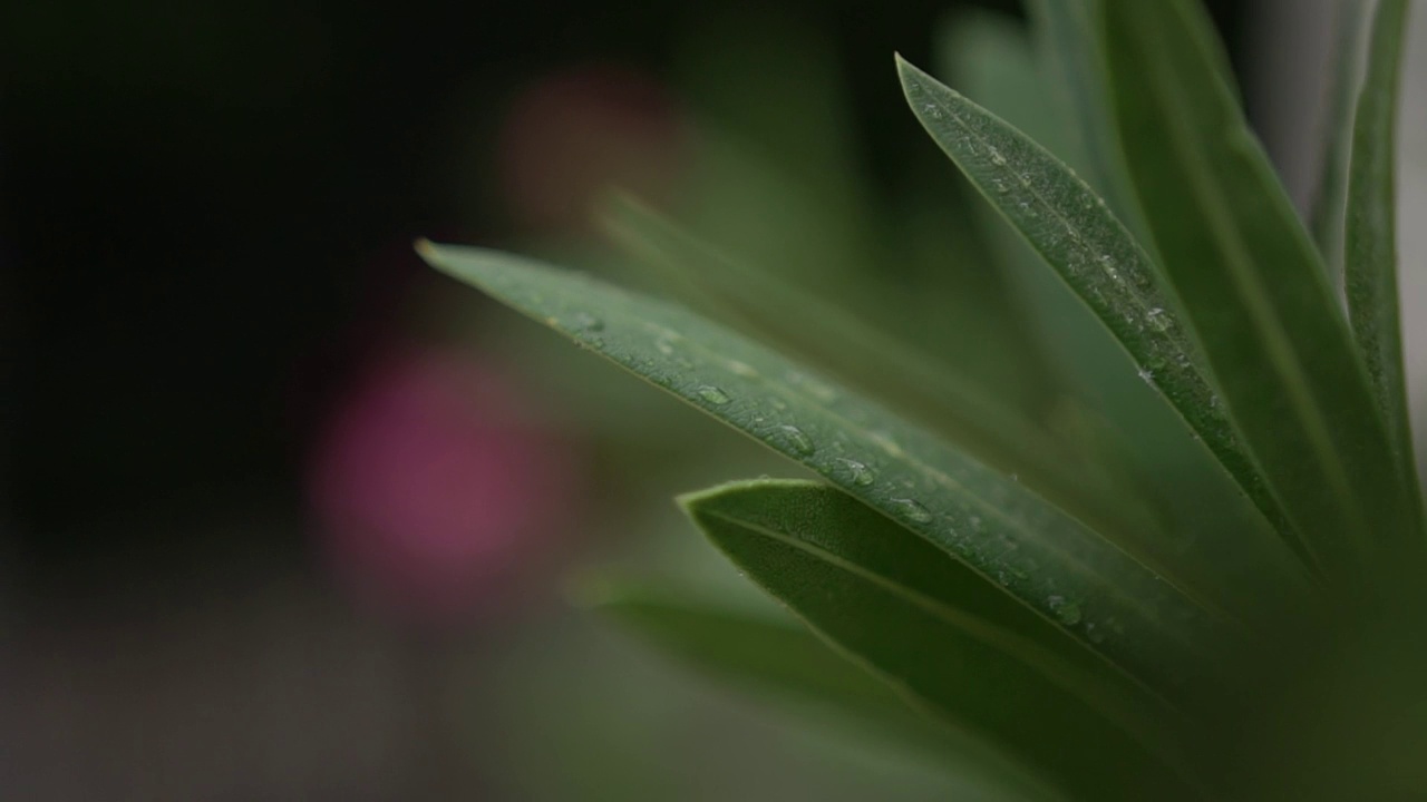 风摇晃着夹竹桃的绿色树枝，上面还挂着雨滴。特写镜头视频素材