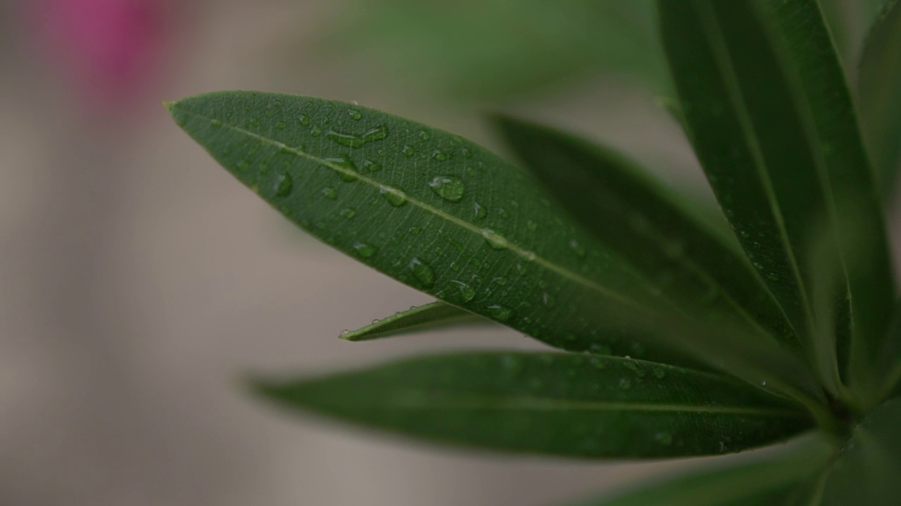 雨点落在绿色夹竹桃叶子上。特写镜头视频素材