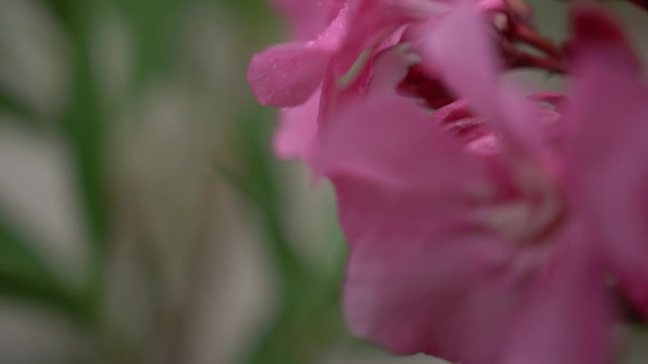 雨滴落在粉色夹竹桃花上。特写镜头视频素材